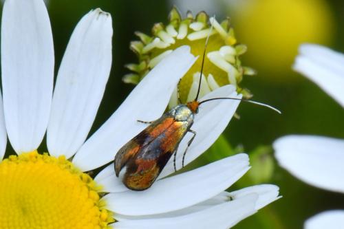 Nemophora fasciella